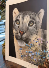 Load image into Gallery viewer, Limited Edition Print: Himalayan Royalty