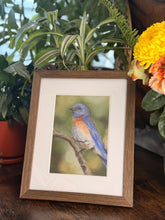 Load image into Gallery viewer, Bluebird Study