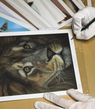 Load image into Gallery viewer, Limited Edition Print: Majesty
