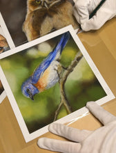 Load image into Gallery viewer, Limited Edition Print: Bluebird
