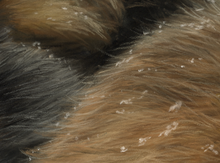 Load image into Gallery viewer, Keeping Warm II
