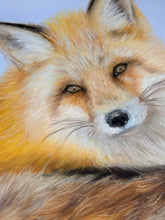 Load image into Gallery viewer, Limited Edition Print: Quiet Fox in the Snow (preorder)
