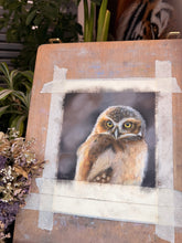 Load image into Gallery viewer, Burrowing Owl Study
