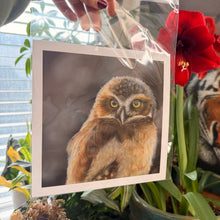 Load image into Gallery viewer, limited edition burrowing owl fine art print 8x8"
