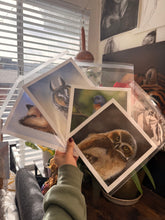 Load image into Gallery viewer, Limited Edition Print: Burrowing Owl
